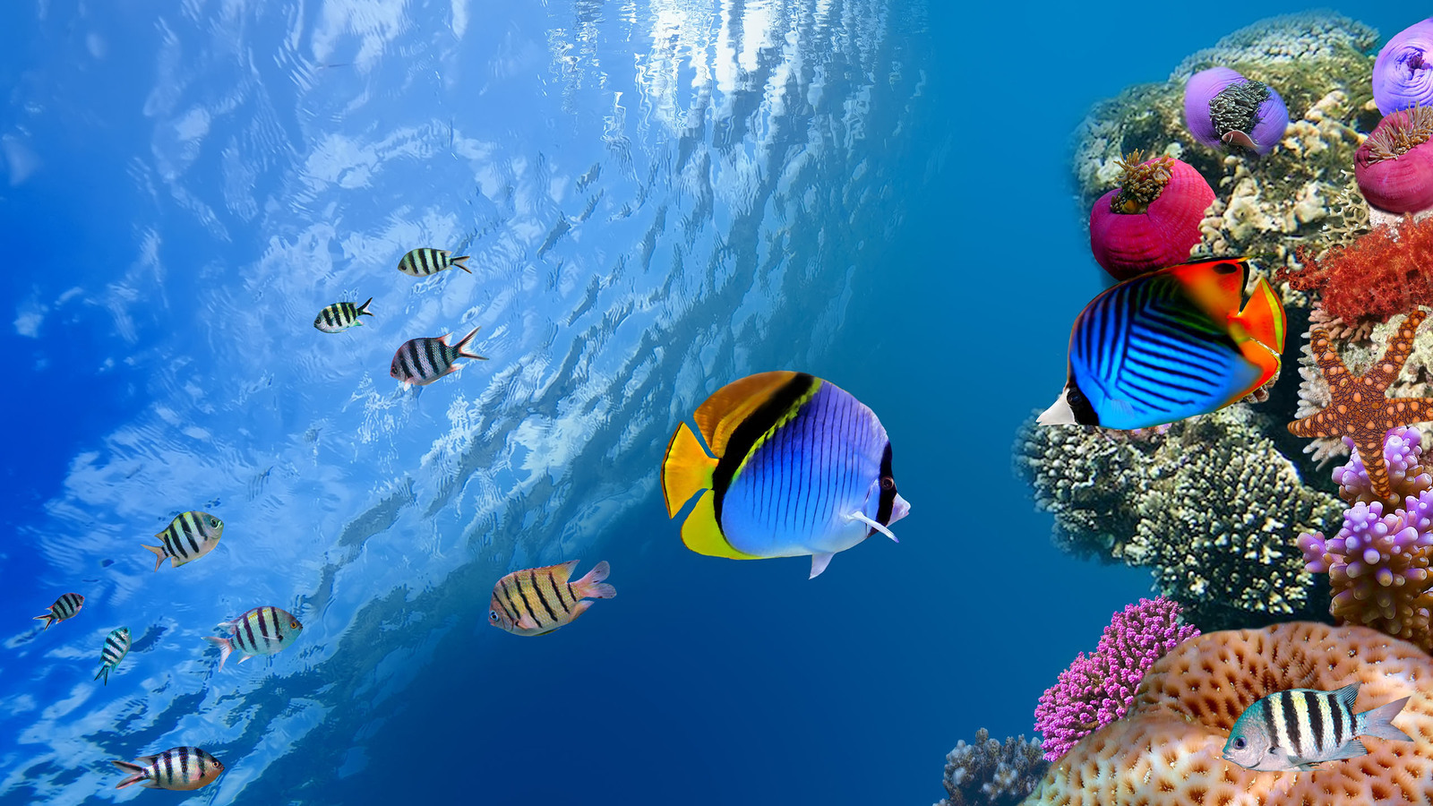 Egypt: Sharm El Sheikh coastline